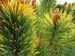     Pinus sylvestris Aurea 